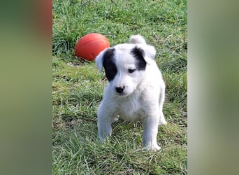 Boubou - wo darf ich einziehen?