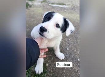 Boubou - wo darf ich einziehen?