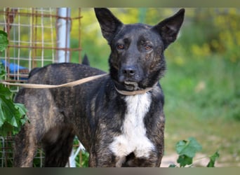 Electra - unentdeckte Traumhündin für aktive Menschen