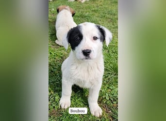 Boubou - wo darf ich einziehen?