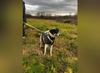 Lola K  - ein Hundemädchen zum verlieben