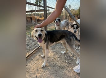 Balu-Demi - eine echte Bereicherung!