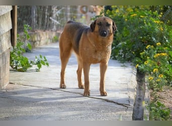 Saya - nach 7 Jahren jetzt eine tolle Verwandlung!