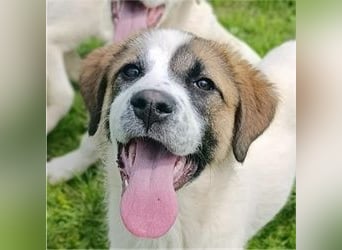 Berlin - möchte die Welt erobern! Mit Ihnen?