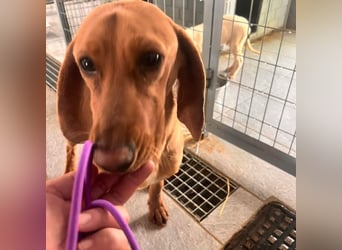 Velvet - liebevolle Laufhund-Mischlingshündin sucht ihr Glück