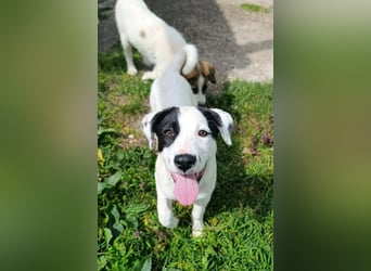 Boubou - wo darf ich einziehen?