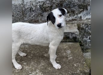 Boubou - wo darf ich einziehen?