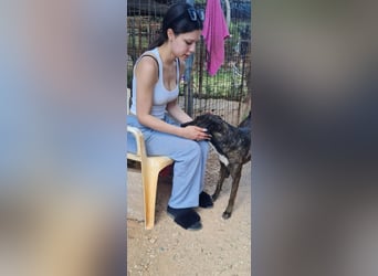 Electra - unentdeckte Traumhündin für aktive Menschen