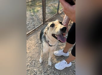 Balu-Demi - eine echte Bereicherung!