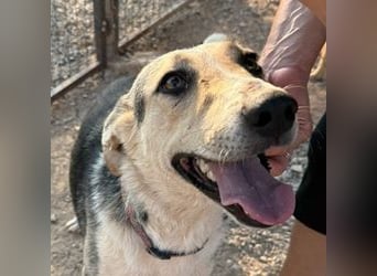 Balu-Demi - eine echte Bereicherung!