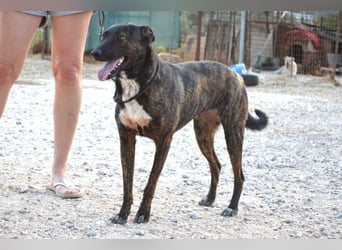 Electra - unentdeckte Traumhündin für aktive Menschen