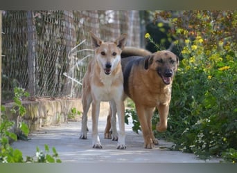 Saya - nach 7 Jahren jetzt eine tolle Verwandlung!