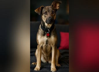 Silvio, a.d.Tierschutz, sucht liebes Happy-Home