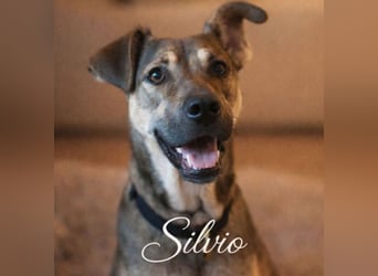 Silvio, a.d.Tierschutz, sucht liebes Happy-Home