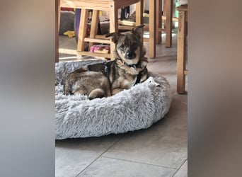 Fine❤️(43 cm, 10 kg) sucht liebevolle Hundekenner