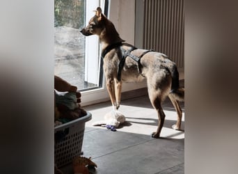 Fine❤️(43 cm, 10 kg) sucht liebevolle Hundekenner