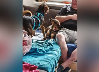 Fine❤️(43 cm, 10 kg) sucht liebevolle Hundekenner