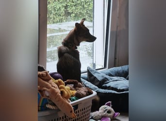 Fine❤️(43 cm, 10 kg) sucht liebevolle Hundekenner