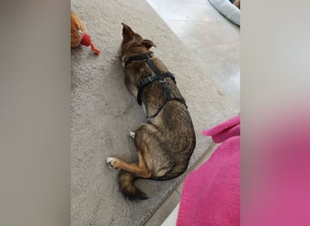 Fine❤️(43 cm, 10 kg) sucht liebevolle Hundekenner