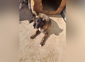 Sanfte Pluck sucht ihre Familie