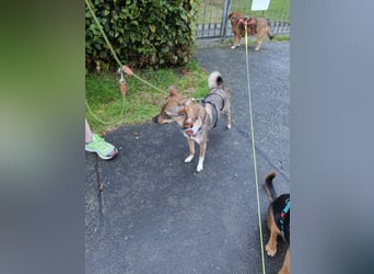 Fine❤️(43 cm, 10 kg) sucht liebevolle Hundekenner
