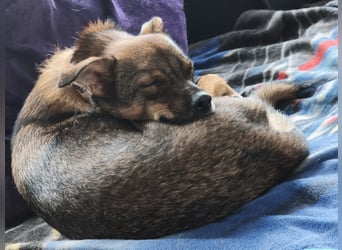 Fine❤️(43 cm, 10 kg) sucht liebevolle Hundekenner