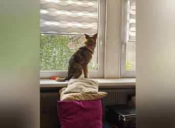Fine❤️(43 cm, 10 kg) sucht liebevolle Hundekenner