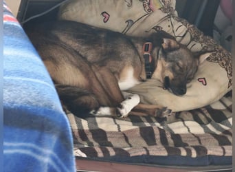 Fine❤️(43 cm, 10 kg) sucht liebevolle Hundekenner