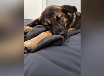 Rüde Lenny – coole Socke mit viel Potenzial