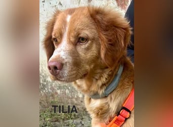 Tilia, bevorzugt das Landleben
