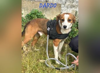 Dardo, offen für alles