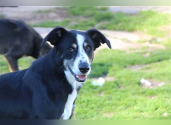 Bernado, ein lieber Rüde