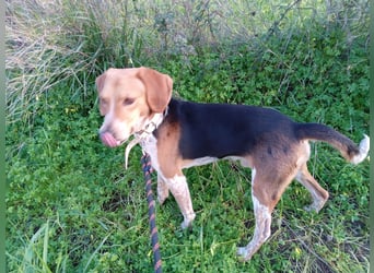 Ivan sucht ein zu Hause