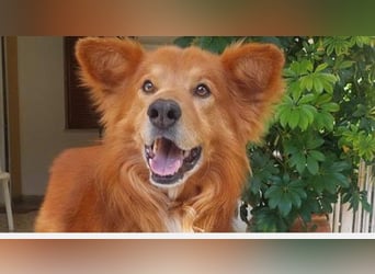 Hatchi sucht ein zu Hause
