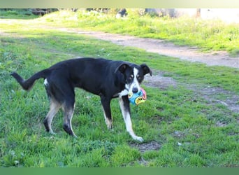 Bernado, ein lieber Rüde