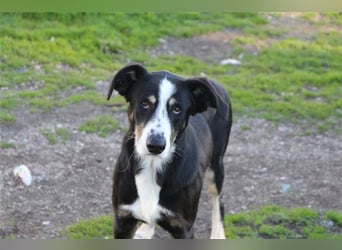 Bernado, ein lieber Rüde