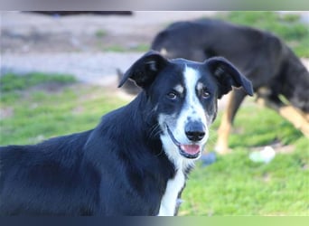 Bernado, ein lieber Rüde