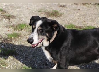 Bernado, ein lieber Rüde