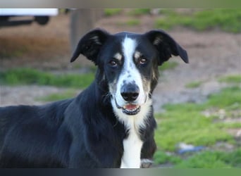 Bernado, ein lieber Rüde