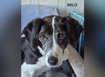 Milo, nicht mehr ganz jung, aber muss noch lernen