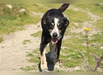 Bernado, ein lieber Rüde