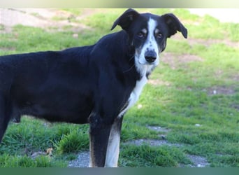 Bernado, ein lieber Rüde