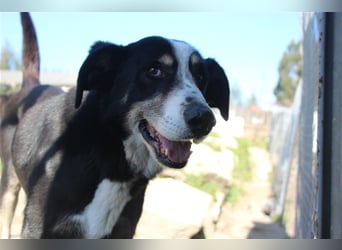 Bernado, ein lieber Rüde