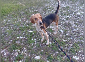 Ivan sucht ein zu Hause