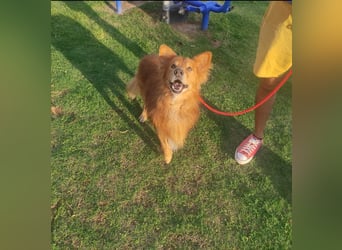 Hatchi sucht ein zu Hause