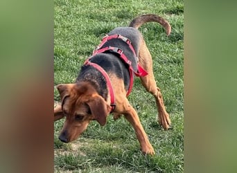 Freundlicher Snicker wartet in 50354 Hürth