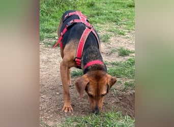 Freundlicher Snicker wartet in 50354 Hürth