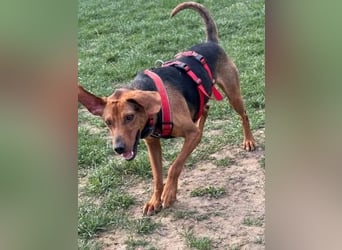 Freundlicher Snicker wartet in 50354 Hürth