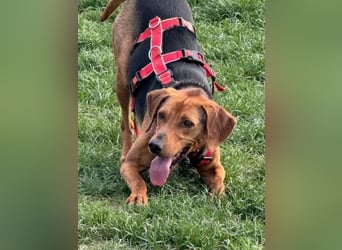 Freundlicher Snicker wartet in 50354 Hürth