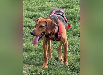 Freundlicher Snicker wartet in 50354 Hürth